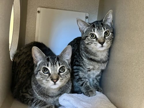 CHARLENE - Domestic Short Hair available for adoption
