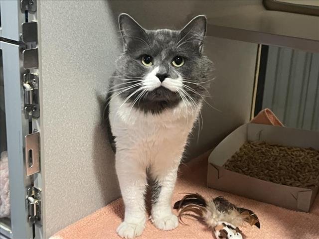 PAUL - Domestic Medium Hair available for adoption