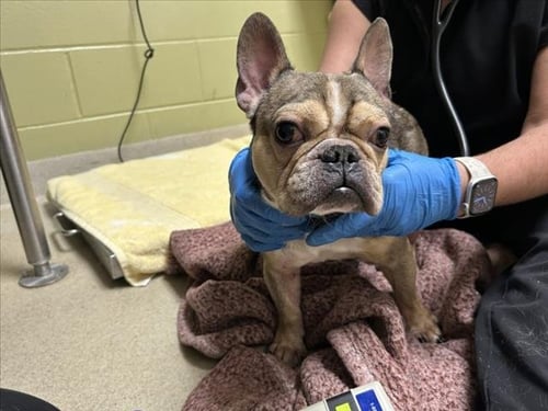 MONKEY - French Bulldog available for adoption