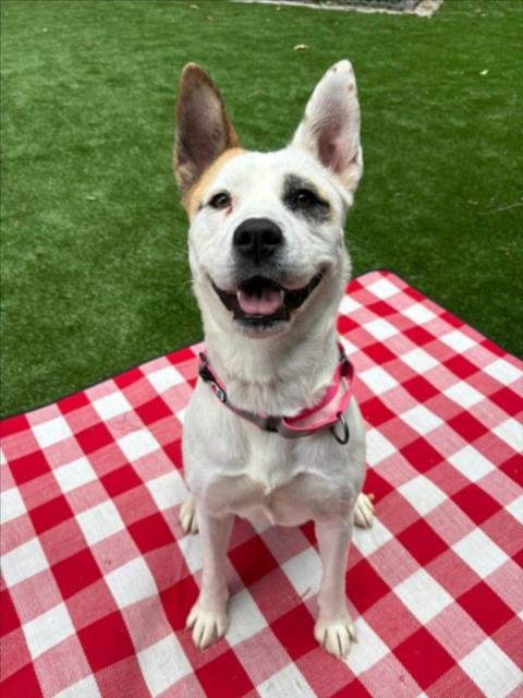 GINGER - Akita available for adoption