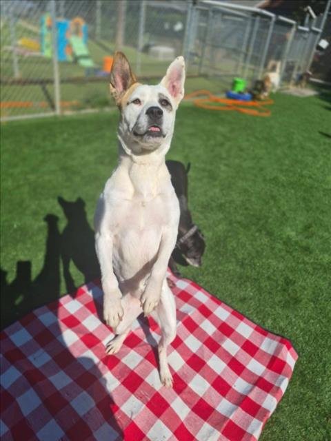 GINGER - Akita available for adoption