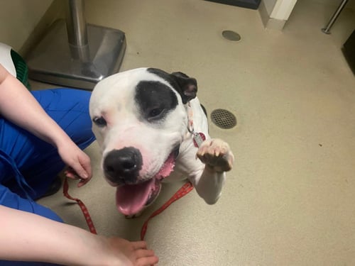 TRICKS AHOY - Pit Bull Terrier available for adoption