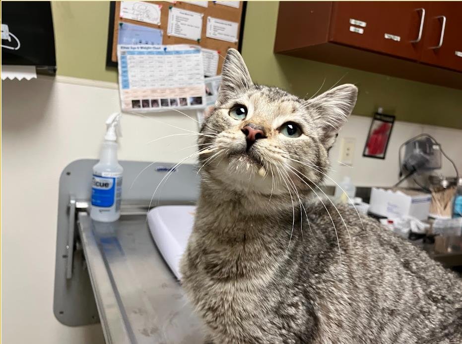 ARROW - Domestic Short Hair available for adoption