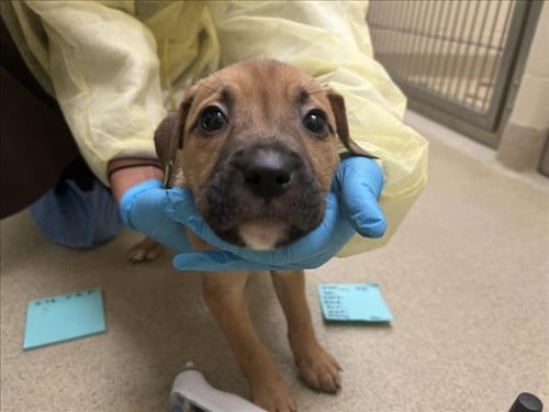 BLISSA - Hound available for adoption