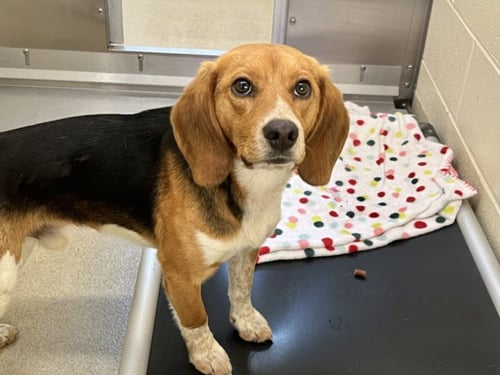 CIRCUS** - Beagle available for adoption