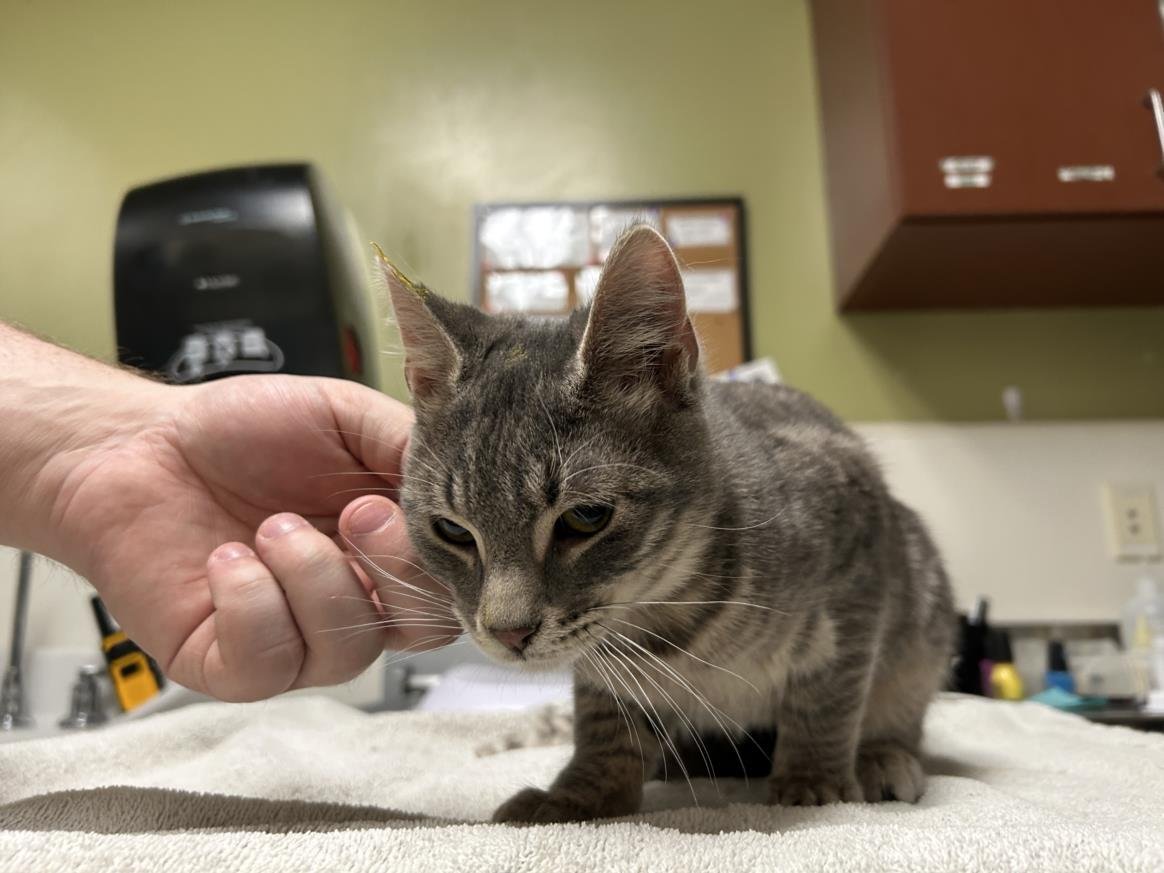 JAN - Domestic Short Hair available for adoption