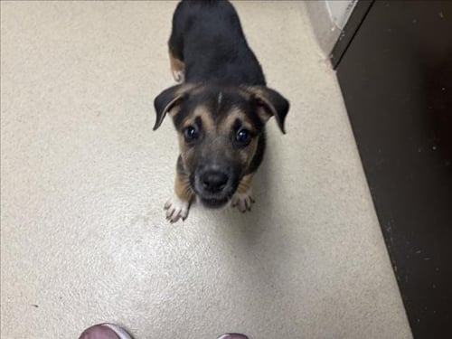 CINNAMON TOAST CRUNCH - Hound available for adoption