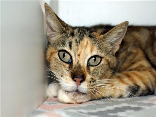 ELIZA - Domestic Short Hair available for adoption