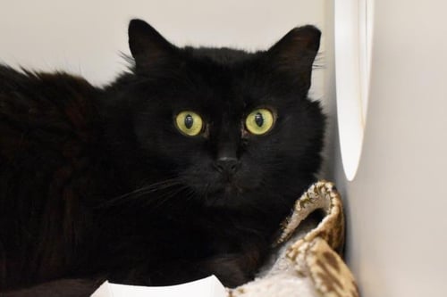 KYRIE - Domestic Short Hair available for adoption