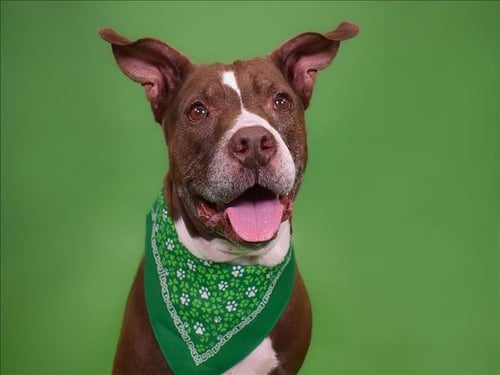 SASHA - American Bulldog available for adoption