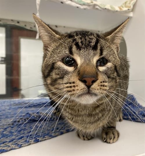 WHISPER - Domestic Short Hair available for adoption