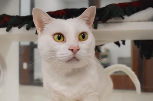 KOKO - Domestic Short Hair available for adoption