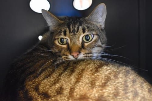 SPEEDY - Domestic Short Hair available for adoption