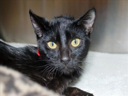 SHAMROCK - Domestic Short Hair available for adoption