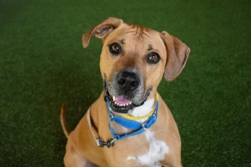 CHASE - American Bulldog available for adoption
