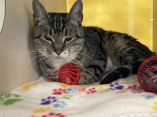 CINDY - Domestic Short Hair available for adoption
