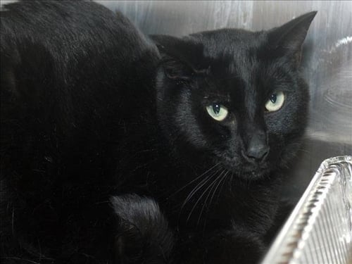 LUCKY - Domestic Short Hair available for adoption