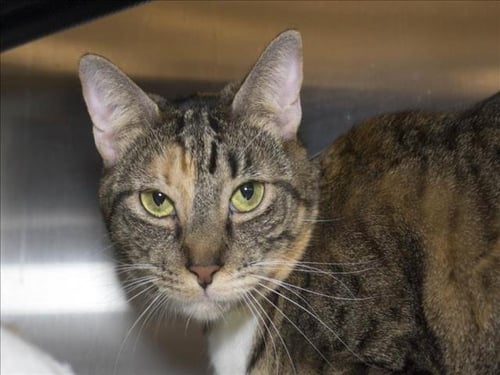 SAGE - Domestic Short Hair available for adoption