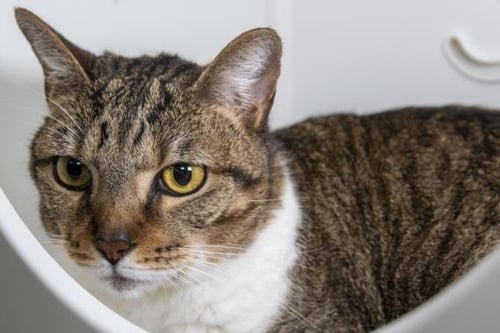 BOOTS - Domestic Short Hair available for adoption