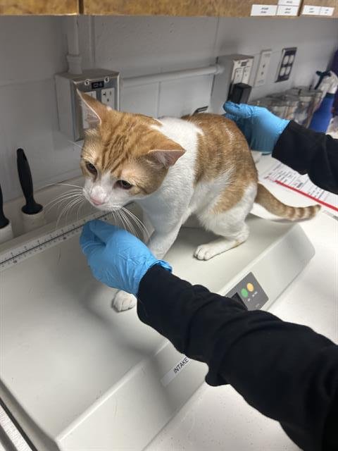 BISCUIT - Domestic Short Hair available for adoption