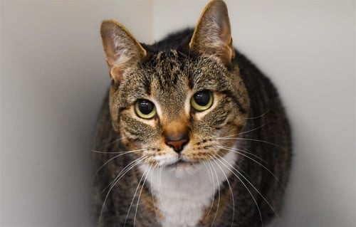 CABANA - Domestic Short Hair available for adoption