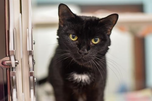 VENUS MIA - Domestic Short Hair available for adoption