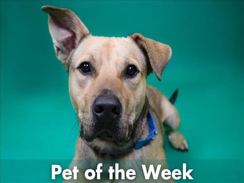 MURPHY - German Shepherd Dog available for adoption
