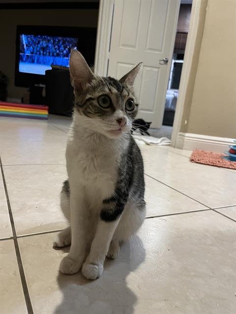 CICI - Domestic Short Hair available for adoption