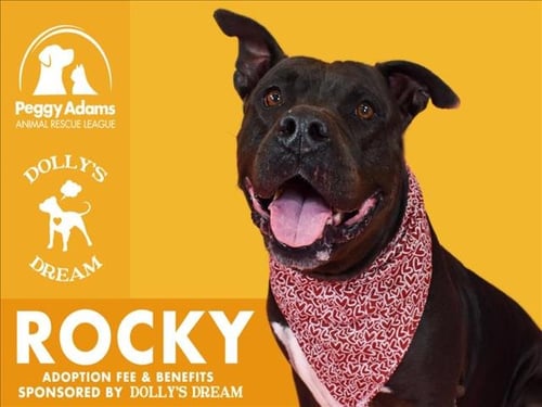 ROCKY - Pit Bull Terrier available for adoption
