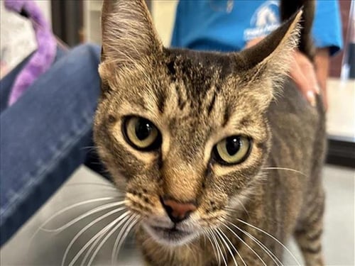 BUCKY - Domestic Short Hair available for adoption