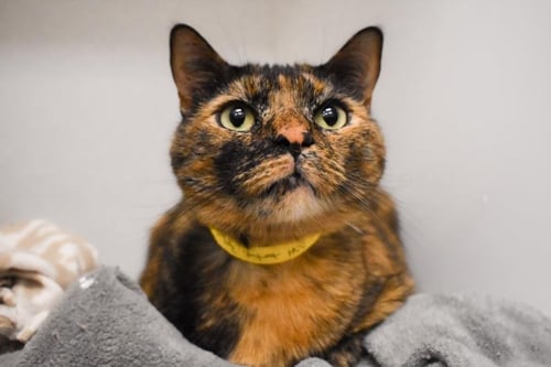 DEVI - Domestic Short Hair available for adoption