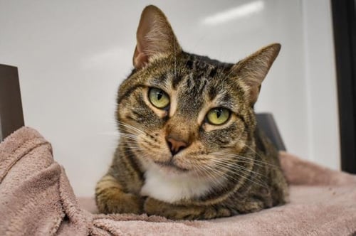 BOO BOO - Domestic Short Hair available for adoption