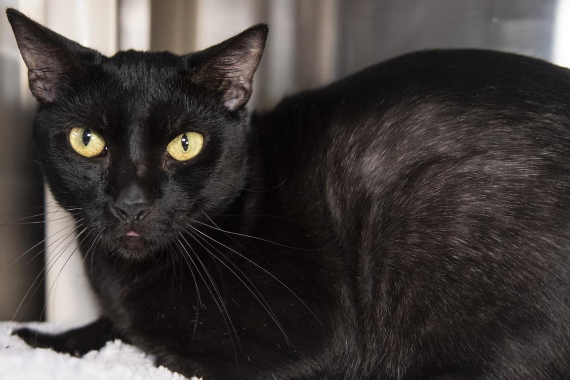 TOOTHLESS Image