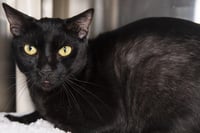 TOOTHLESS - Photo 1