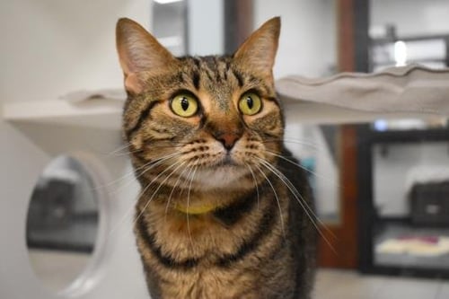 CARRIE - Domestic Short Hair available for adoption