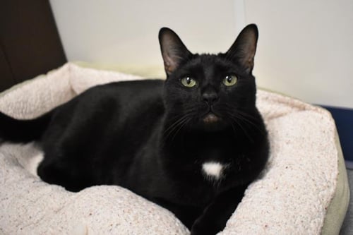 GUNTHER - Domestic Short Hair available for adoption