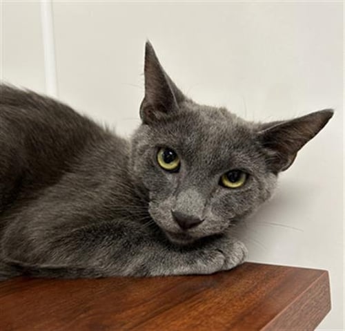 PARKER - Domestic Short Hair available for adoption