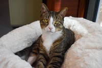 CARL - Photo 1