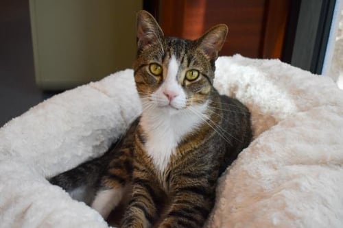 CARL - Domestic Short Hair available for adoption