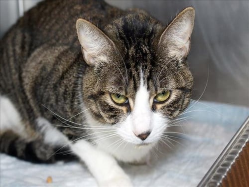 ARTEMIS - Domestic Short Hair available for adoption