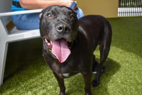NOVA LEE - Pit Bull Terrier available for adoption