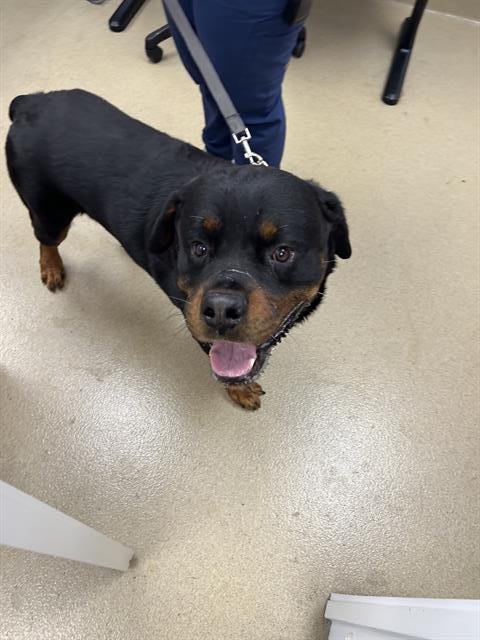 JAAX - Rottweiler available for adoption