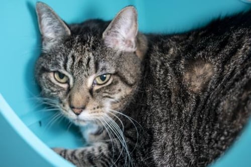 SCARLET - Domestic Short Hair available for adoption