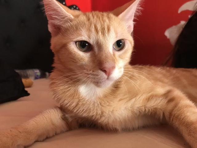 SYLVIE Image