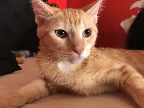 SYLVIE - Domestic Short Hair available for adoption
