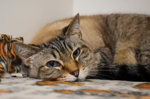 KHALEESI - Siamese available for adoption