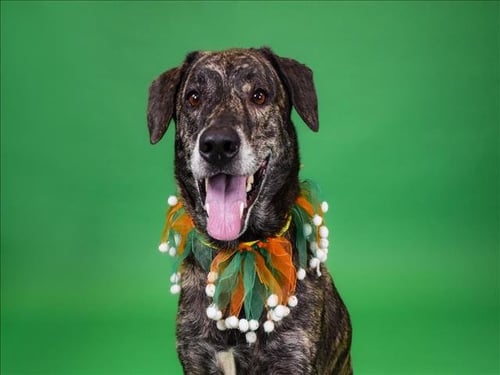 BISCUIT - Plott Hound available for adoption