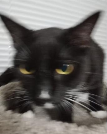 TOBY - Domestic Short Hair available for adoption
