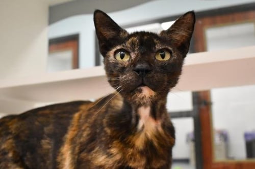 MAPLE - Domestic Short Hair available for adoption