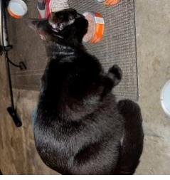 MIDNIGHT - Domestic Short Hair available for adoption
